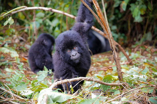 Africa, Democratic Republic of Congo, Young mountain gorillas playing in jungle
