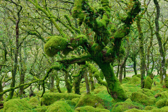 Ancient mossy tree in Wistmans Wood Devon