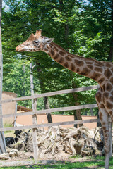 Majestic giraffe standing in a lush, green forest enclosure on a sunny day. © Letitia