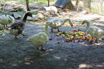 Geese and ducks enjoy a sunny meal of assorted fruits and vegetables in a fenced farmyard. © Letitia