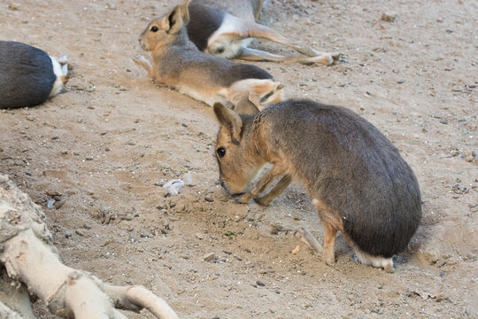 Patagonian maras resting on sandy ground in a peaceful setting.