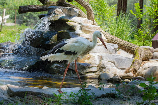 A solitary stork at a serene pond basking in natural sunlight.