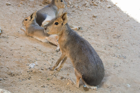 A group of Patagonian maras resting on a sandy surface in a sunlit area.