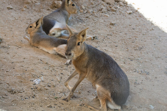 Patagonian maras resting on sandy terrain in a sunlit enclosure.