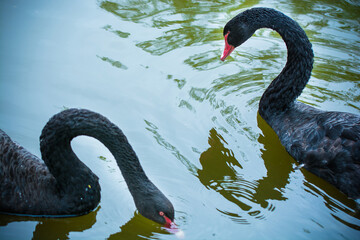 Two elegant black swans gracefully glide on a tranquil pond, creating delicate ripples in the water. © Letitia