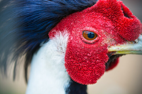 Close-up of a vibrant rooster with a striking red comb and intense gaze.
