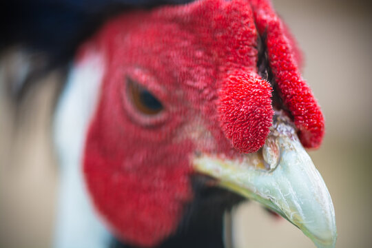 Close-up of a striking rooster with vivid red comb and detailed plumage.