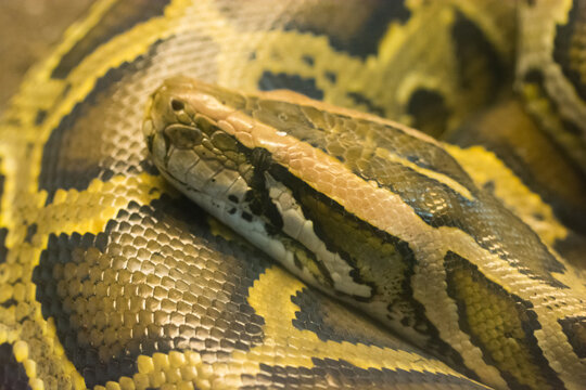 Close-up view of a Burmese python with intricate yellow and brown patterns.