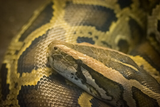 Close-up of a Burmese python with intricate scales and earthy tones.