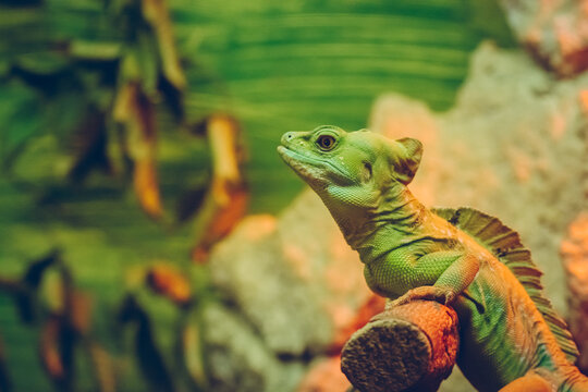 Vibrant green basilisk lizard perched on a branch in a lush tropical environment.