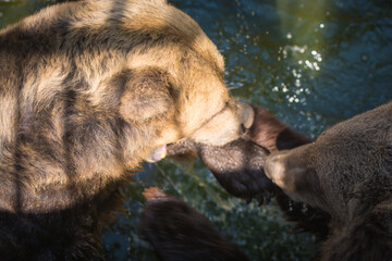 Two brown bears playfully interacting in a sunlit water setting. © Letitia
