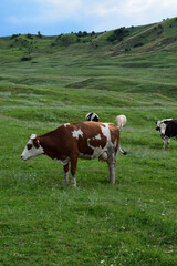 Naklejka premium Peaceful pasture with cows grazing on lush green hills under a cloudy sky.