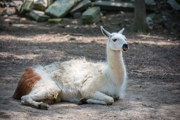 A relaxed llama rests contentedly on a sunny day, showcasing its fluffy coat. © Letitia