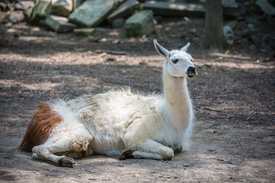 A relaxed llama rests contentedly on a sunny day, showcasing its fluffy coat.