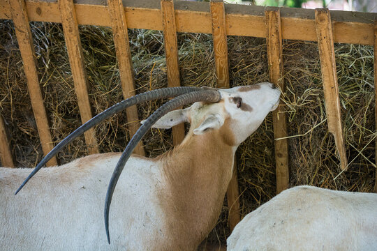 An oryx with long, curved horns feeds on dry hay in a wooden hayrack at a farm.