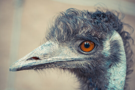 Close-up of an emu with striking orange eyes and detailed feathers.