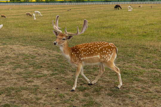 Side Profile of Fallow Deer Buck Standing in Pasture Field