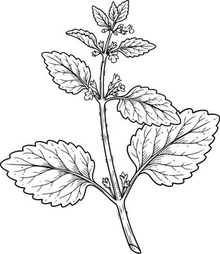 Hand drawn ink illustration of a fresh mint herb plant with detailed green leaves and stems for natural medicine and cooking culinary design and food branding