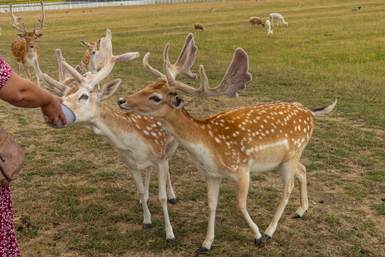 Two Male Fallow Deer Eating Together from Bowl Held by Hand