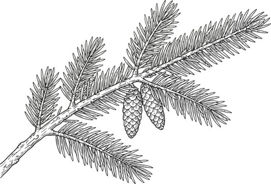 Hand drawn ink sketch of a pine tree branch with two small cones attached to the needles illustrating a detailed botanical nature element for forest themed designs