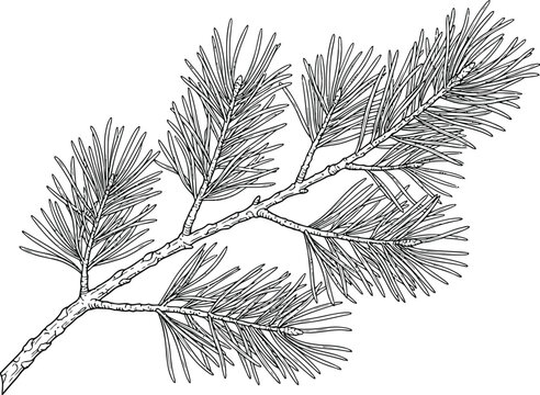 Detailed hand drawn ink illustration of a pine tree branch with needles for nature and forest themed designs