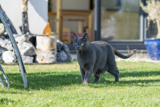 Senior Russisch Blau Kater auf dem Weg in den Garten