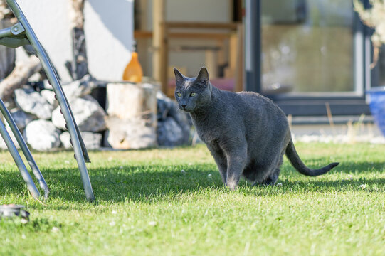 Senior Russisch Blau Kater zuhause im Garten