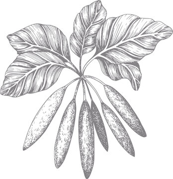 Bot&aacute;nica vintage de una planta schefflera con hojas y vainas de semillas