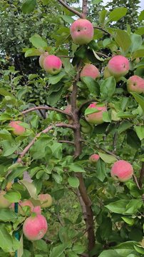 red apples on a branch
