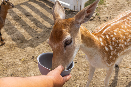 Close Up View of Person Feeding Fallow Deer Fawn from Bowl