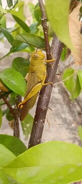 Grasshopper