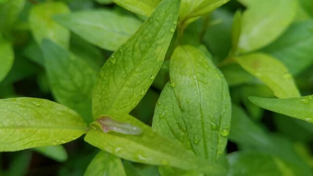 Fresh water droplets rest on vibrant green leaves of Persicaria odorata or Vietnamese coriander growing outdoors