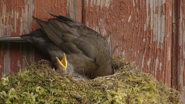 A female blackbird stands in the nest, repeatedly pecking inside while a recently hatched chick keeps its beak open near the front edge. Natural daylight.