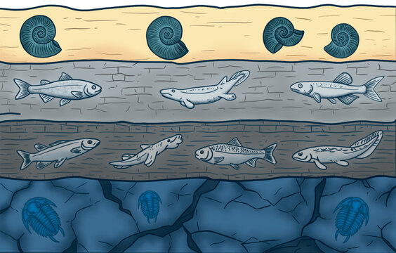 Geological Rock Layers and Fossils Stratigraphy Science Illustration. Detailed science illustration showing sedimentary rock strata and index fossils for geological dating.