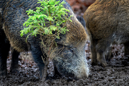 Wild Boar (Sus scrofa) foraging in mud at Bavarian forest, Germany.