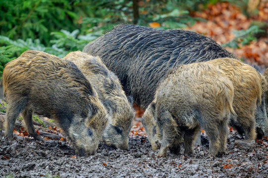 Wild Boar (Sus scrofa) family foraging in mud at Bavarian forest, Germany.