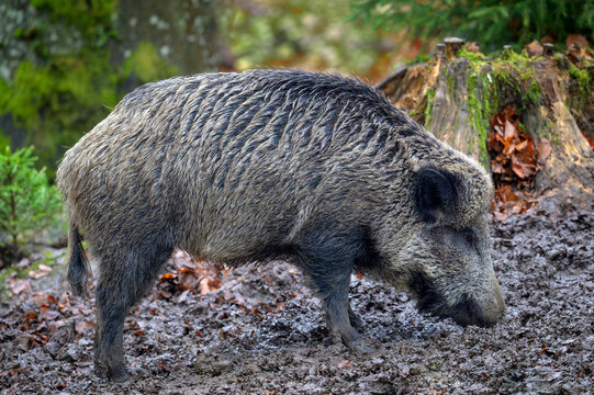 Wild Boar (Sus scrofa) foraging in mud at Bavarian forest, Germany.