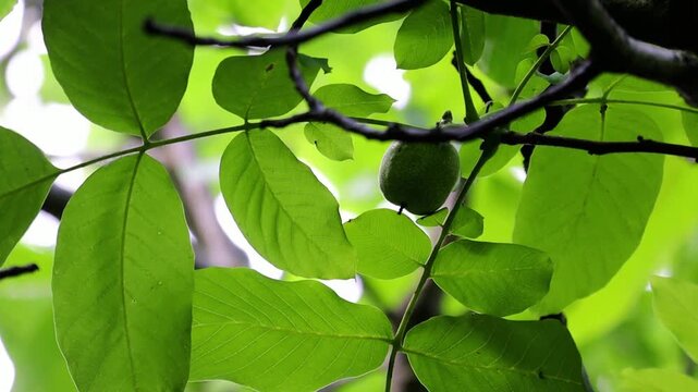 A green walnut is shown developing on a hazelnut tree branch amidst lush foliage. The video captures the natural growth process.