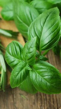 Vertical video. Basil leaves and rosemary sprigs on wooden board. Fresh herbs background, seasoning.
