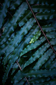 Tropical fern foliage pattern with moody lighting background
