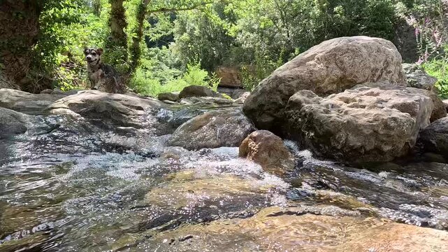 Rocky forest stream flowing over boulders in Rennes-les-Bains, France
