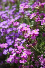 Fototapeta premium A close-up of vibrant purple wildflowers in bloom with shallow depth of field, creating a dreamy floral background ideal for spring, gardening, wellness, and nature-themed designs.