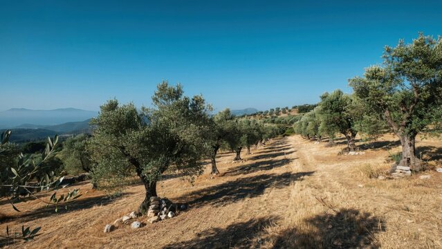 Olive grove in a sunny Mediterranean landscape. Rows of olive trees in a rural farm field.