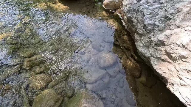 Water strider Gerridae on calm forest stream surface
