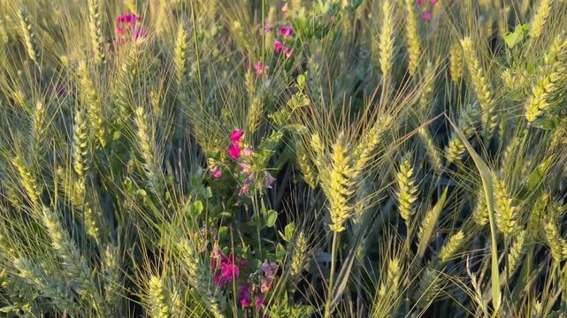 A slightly elevated camera glides smoothly across a mature wheat field, revealing golden ears of grain interspersed with delicate pink wildflowers. High-angel lateral pan