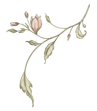Flower watercolor illustration. Botanical flowering branch isolated on background. Decorative floral element for frames, borders, wedding invitations and vintage greeting cards in pstel colors.