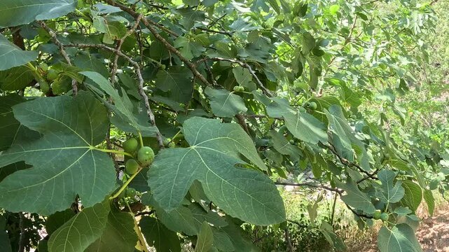 Fig tree branch with unripe green figs, static shot