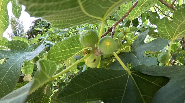 Fig tree branch with unripe green figs, static shot