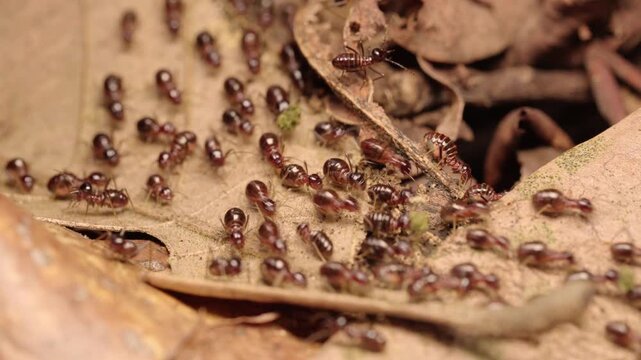 Macro video of termite workers moving across dry leaves and decaying wood while transporting organic material on the forest floor, and ecosystem activity.