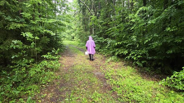 Person walking forest path with pink rain poncho and white bucket on cloudy day, lush green foliage surrounding trail, outdoor activity nature environment, mushroom and berry picking
